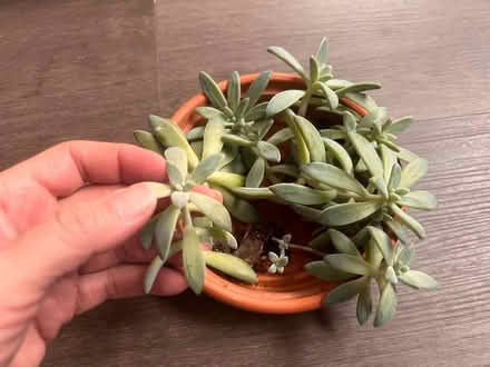 Photo of free Plant cuttings (Arlington, VA) #3