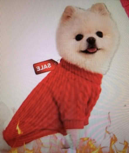 Photo of free Red Wool, Toy Dog Pull Over Jumper (Liverpool L6) #1