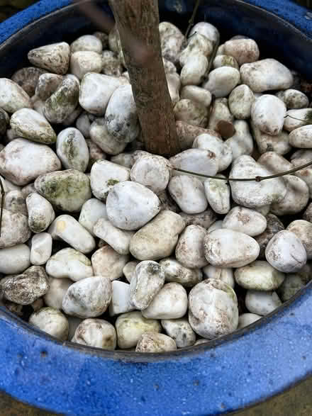 Photo of free White pebbles (Midsomer Norton BA3) #1