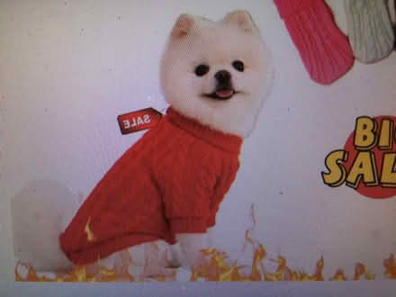 Photo of free Red Wool, Toy Dog Pull Over Jumper (Liverpool L6) #4