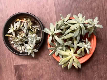 Photo of free Plant cuttings (Arlington, VA) #4