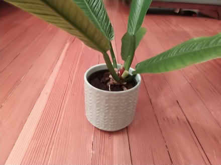Photo of free Houseplant (North Oakland) #1