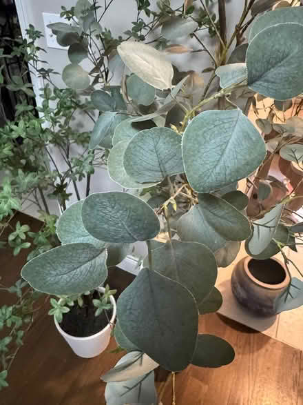 Photo of free 2 Faux Trees (Wakefield) #4