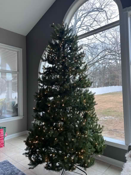 Photo of free Christmas Tree (Severn) #2