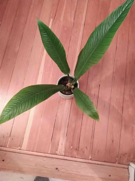 Photo of free Houseplant (North Oakland) #2