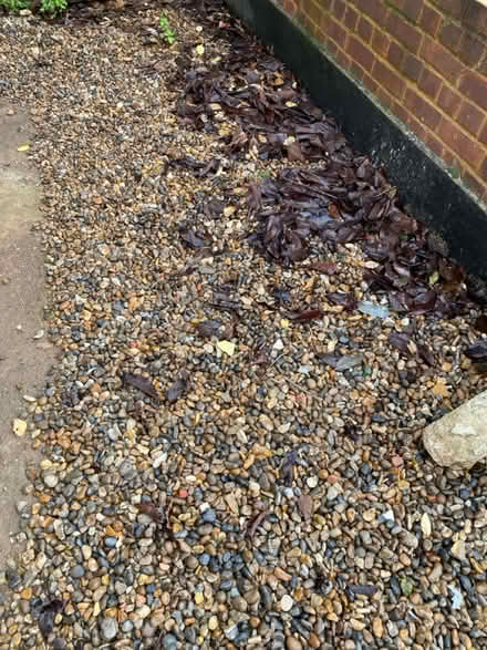 Photo of free Gravel / pea shingle (SW2 - Brixton) #4