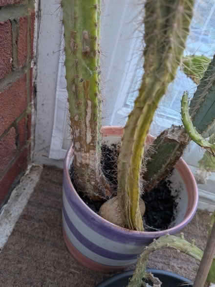 Photo of free Three Cactus (CT15) #2