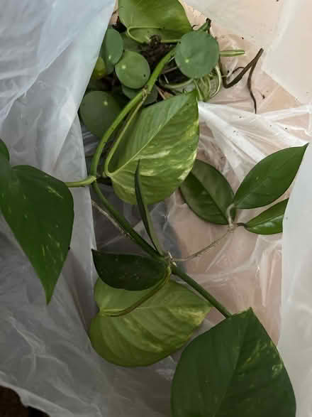 Photo of free Few house plant ready to go (N14 4TP oakwood) #1