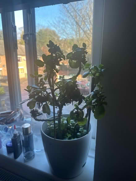 Photo of free Money tree flower (RM19) #2