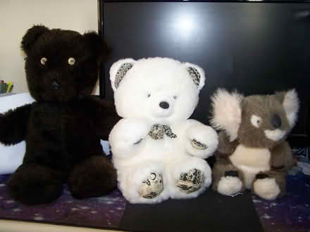 Photo of free cuddle type fluffies (mickekhurst rd area mossley) #1