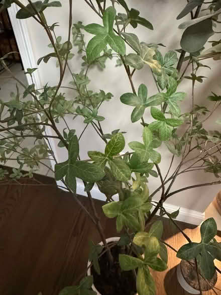 Photo of free 2 Faux Trees (Wakefield) #2