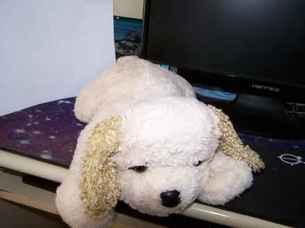 Photo of free cuddle type fluffies (mickekhurst rd area mossley) #3