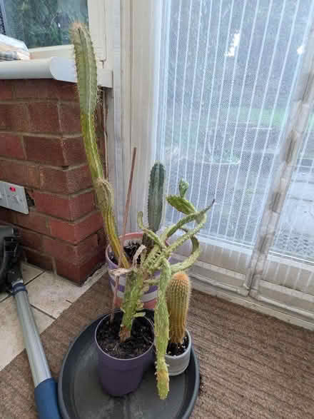 Photo of free Three Cactus (CT15) #1
