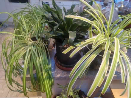 Photo of free House plants - various (Southend SS1) #2