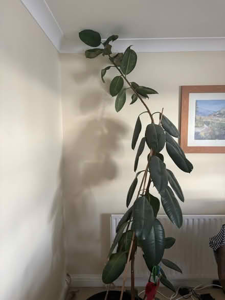 Photo of free Very large plant (Poole BH15) #1