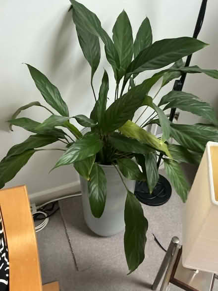 Photo of free House plants (Deer Park OX28) #3