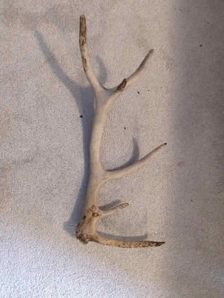 Photo of free Antler (Baldock SG7) #1