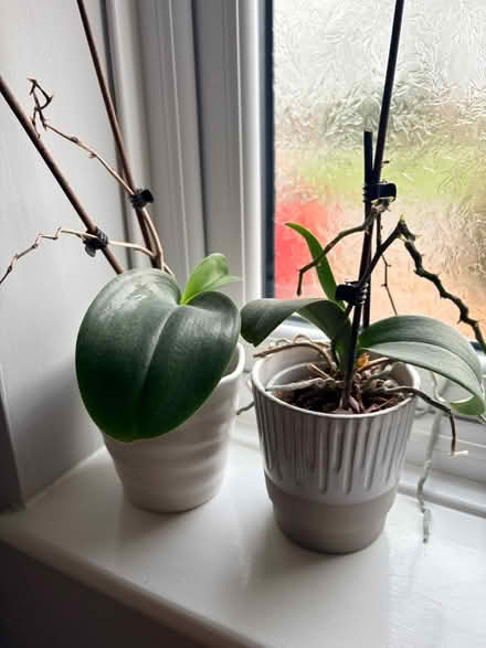 Photo of free 2 orchids (Little Chalfont HP6) #1