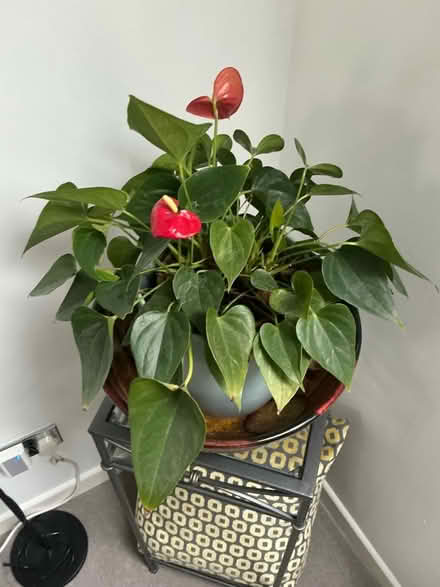 Photo of free House plants (Deer Park OX28) #4