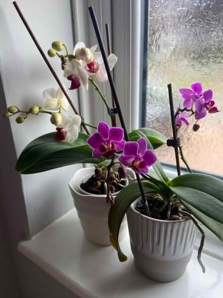 Photo of free 2 orchids (Little Chalfont HP6) #3