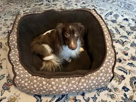 Photo of free Dog items (Porter Square) #1