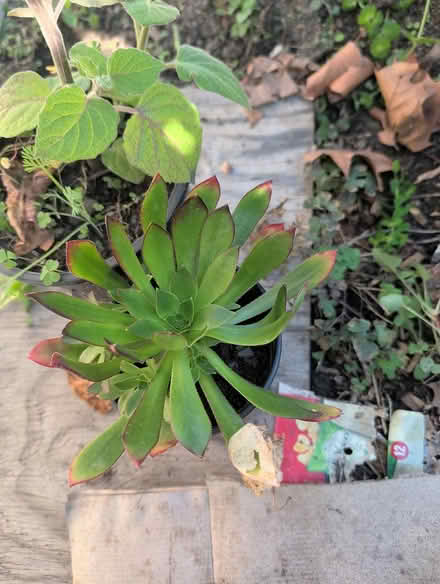 Photo of free Plants (downtown sunnyvale) #2