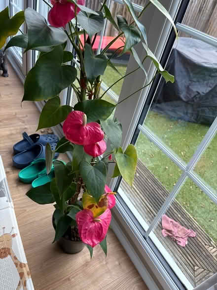 Photo of free Houseplant (Surbiton KT5) #3