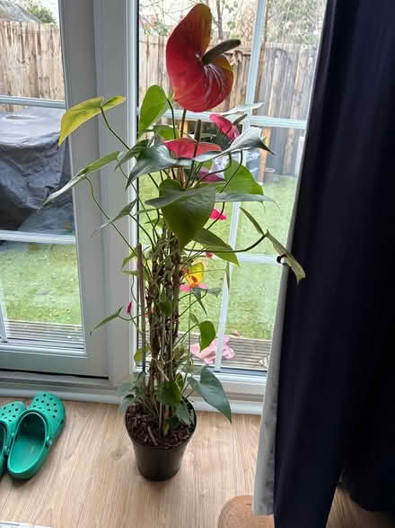 Photo of free Houseplant (Surbiton KT5) #1