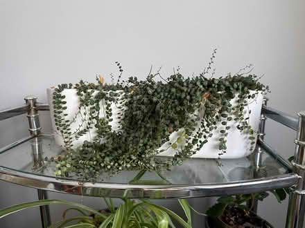 Photo of free Plant (Uplands / Paul Anka) #1