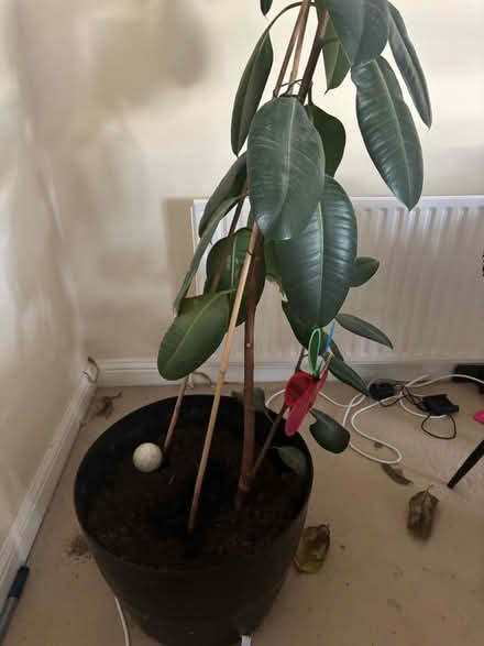 Photo of free Very large plant (Poole BH15) #2