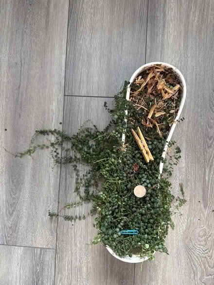 Photo of free Plant (Uplands / Paul Anka) #3