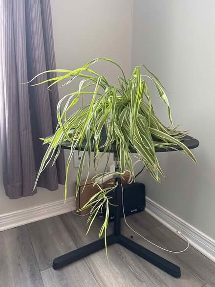 Photo of free Spider plant (Uplands / Paul Anka) #3