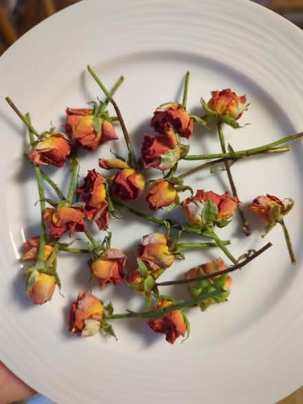 Photo of free Small dried orange roses (Eynesbury) #1