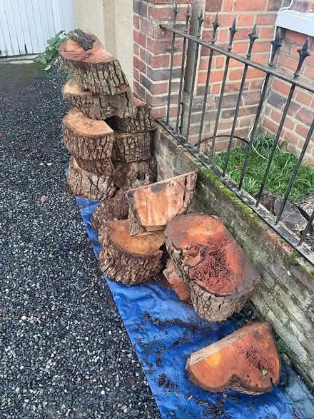 Photo of free Freshly cut tree logs (Kingston upon Thames, KT1) #1