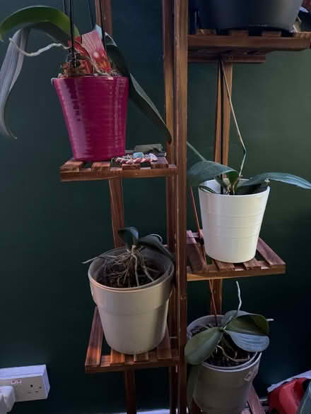 Photo of free 4 orchids (Chessington KT9) #1