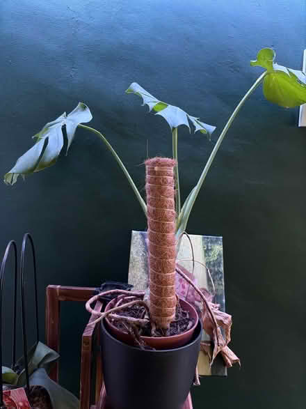 Photo of free Monstera (Chessington KT9) #1
