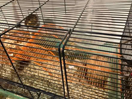 Photo of free Gerbil/hamster cage (EH10 7BY) #3
