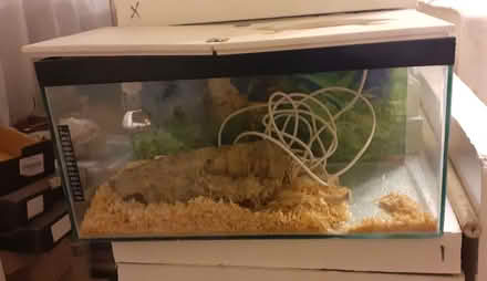 Photo of free Terranium (Beulah Hill CR7) #1