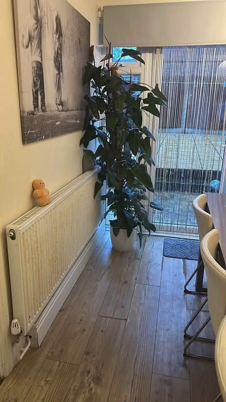 Photo of free Tall philodendron erubescens (Northolt) #1