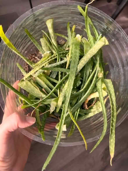 Photo of free Aloe leaves (Arlington, VA) #1