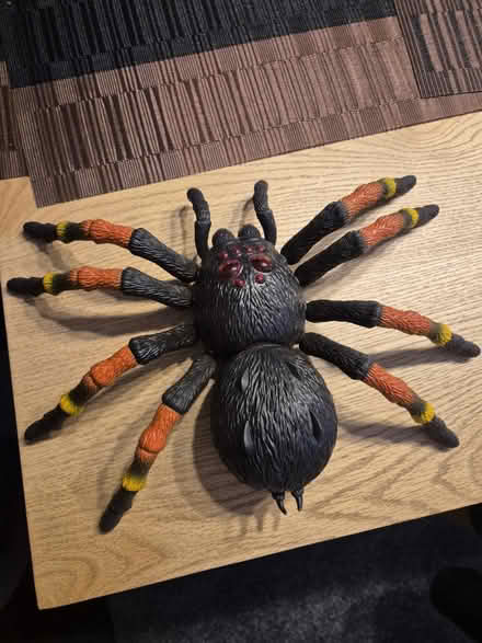 Photo of free Moving spider (Ashington (NE63)) #1