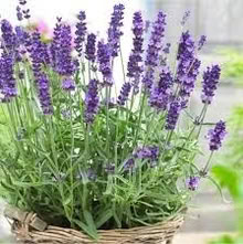Photo of Lavender cuttings from local gardens 🌱 (Clerkenwell EC1R) #3
