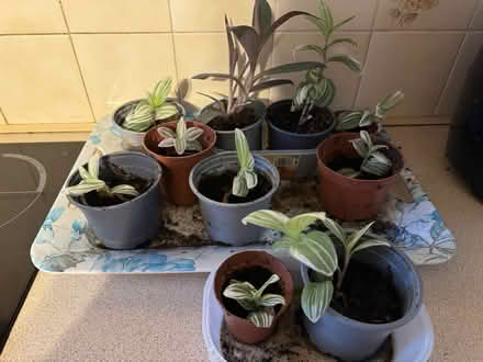 Photo of free Houseplants (Hale Village) #1