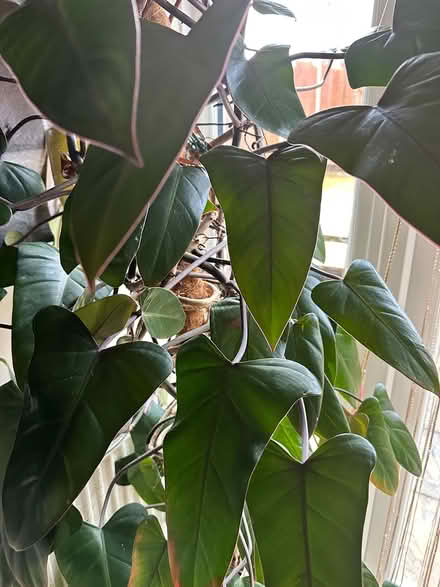 Photo of free Tall philodendron erubescens (Northolt) #4