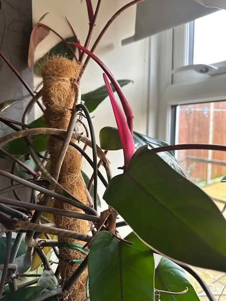 Photo of free Tall philodendron erubescens (Northolt) #2