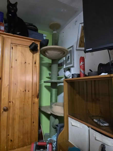 Photo of free Large cat tree (Prenton CH43) #1