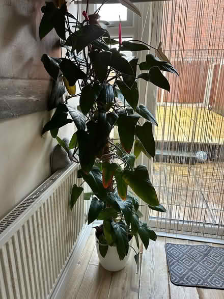 Photo of free Tall philodendron erubescens (Northolt) #3