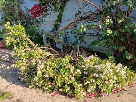 Photo of free Jade Plant (Allendale neighborhood) #1