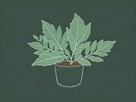 Photo of free Laurel shrub medium size (Derby DE24) #1