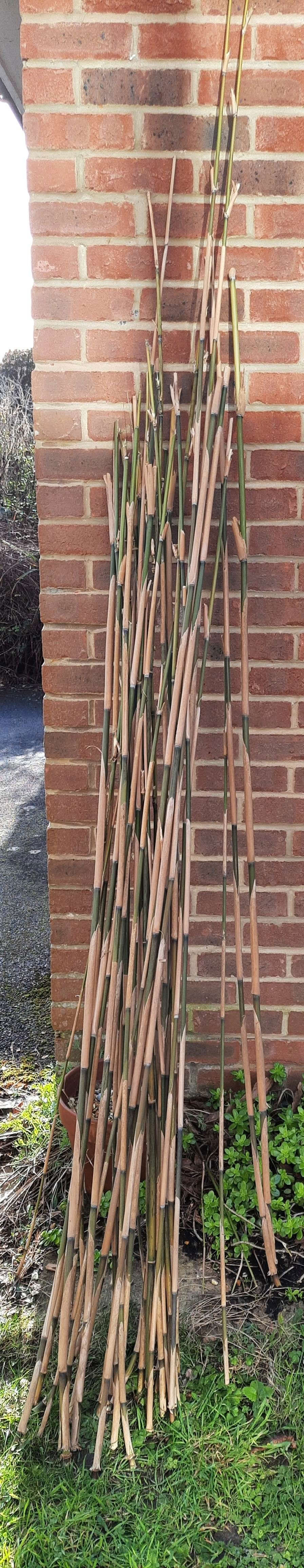 Free: Some Cut Bamboo Canes (Warsash SO31) - Fareham Freegle